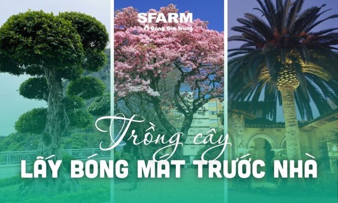 Trồng cây lấy bóng mát trước nhà tán rộng, hoa đẹp lớn nhanh