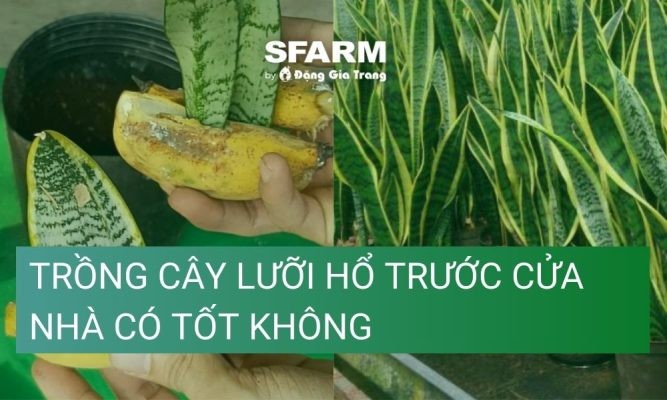 Trồng cây lưỡi hổ trước cửa nhà có tốt không?
