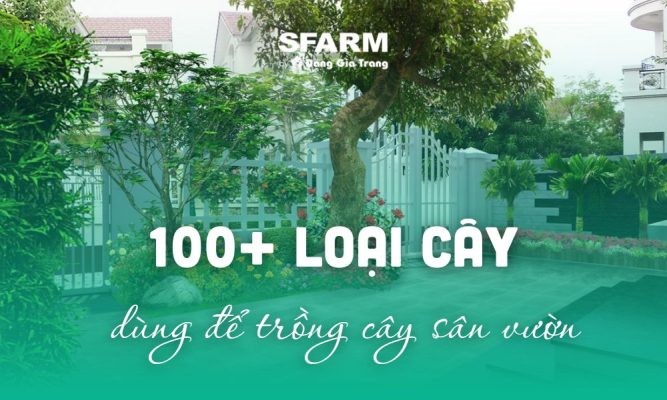Trồng cây sân vườn: 100+ loại cây trồng đẹp, phong thuỷ, cách trồng cây sân vườn