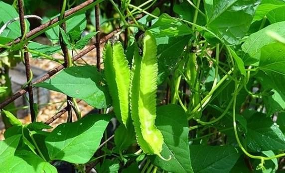 Cách trồng đậu rồng trong chậu vừa sạch vừa ngon