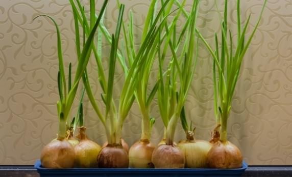 2 cách trồng hành tây tại nhà đơn giản hiệu quả