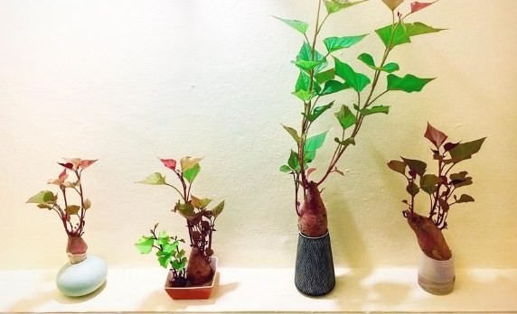 Cách trồng khoai lang thủy sinh vừa đẹp độc lạ mắt vừa có rau ăn