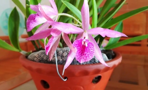 Hướng dẫn trồng lan Brassavola “nữ hoàng bóng đêm”