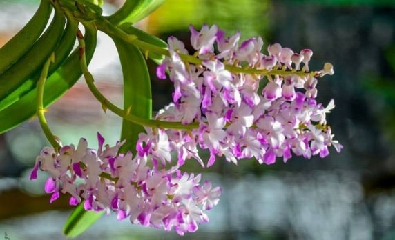 Lan hải yến – Cách trồng và chăm sóc đầy đủ nhất