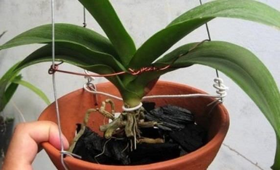 Cách trồng lan hồ điệp bằng than củi đầy đủ nhất
