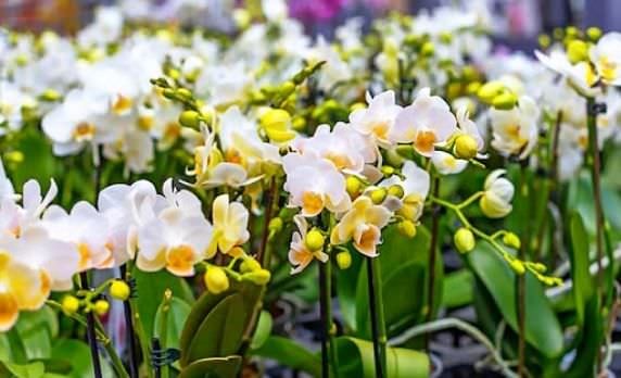 Cách trồng lan hồ điệp bằng xơ dừa chuẩn chuyên gia