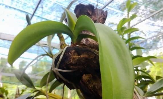 Hướng dẫn kỹ thuật trồng lan hồ điệp ghép gỗ