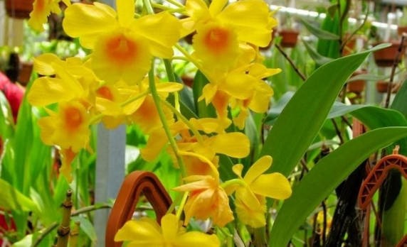 Hoa lan hoàng lạp – Nhận biết, cách trồng & chăm sóc cực đơn giản
