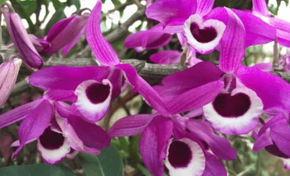 Đặc điểm, cách trồng và chăm sóc hoàng thảo kèn chuẩn nhất