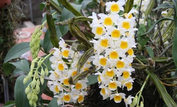 Lan long tu – Ý nghĩa, cách trồng và chăm sóc ra hoa đẹp