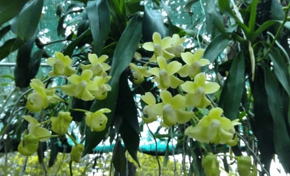 Quế lan hương – Đặc điểm, cách trồng và chăm sóc ra hoa đẹp nhất