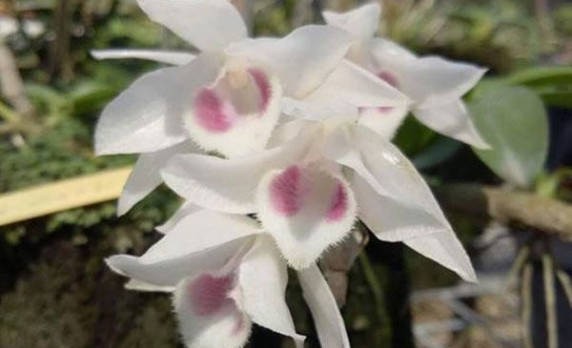 Lan trầm trắng – Ý nghĩa, cách trồng & chăm sóc không thể bỏ qua