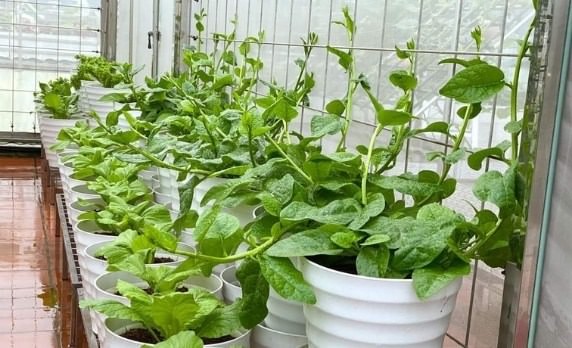 2 cách trồng rau mồng tơi trong thùng xốp ăn hoài không hết