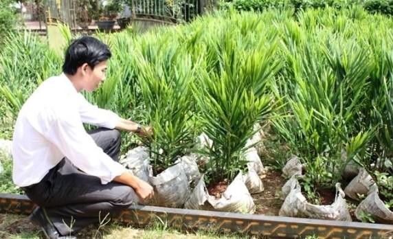 Hướng dẫn cách trồng nghệ trong bao tại nhà cực đơn giản