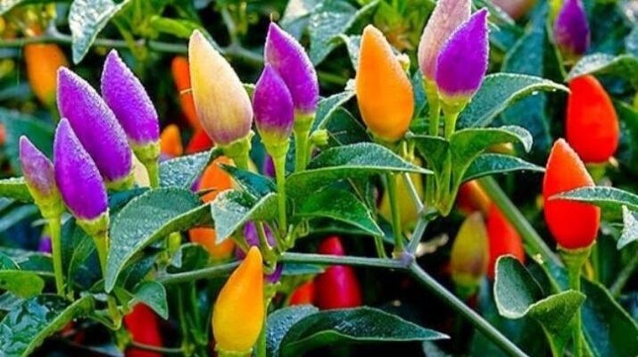 Hướng dẫn cách trồng ớt ngũ sắc trong chậu đơn giản