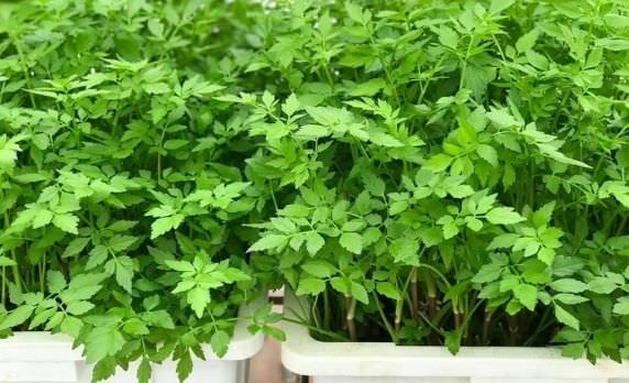 Rau cần nước có tác dụng gì? Cách trồng tại nhà đơn giản