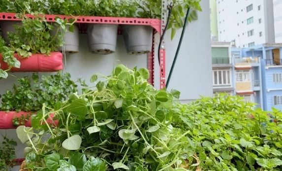 Tác dụng thần kỳ của rau càng cua & cách trồng tại nhà