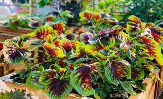 Cách trồng rau dền đỏ trong chậu đơn giản nhất