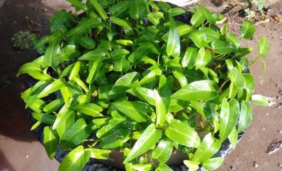 Cách trồng rau muống nước bằng cành 100% thành công