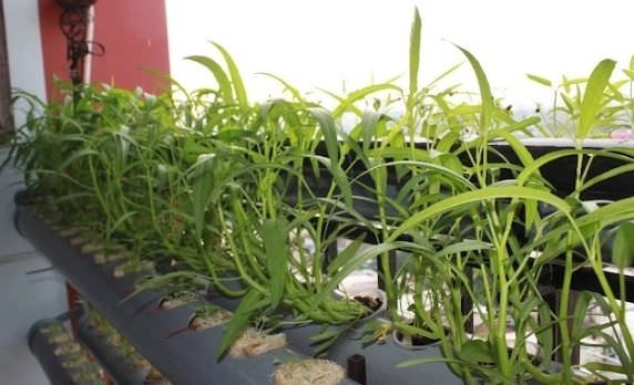 Trồng rau muống thủy canh đơn giản tại nhà