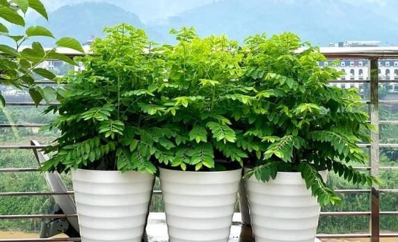 Cách trồng và chăm sóc rau ngót tại nhà cực đơn giản