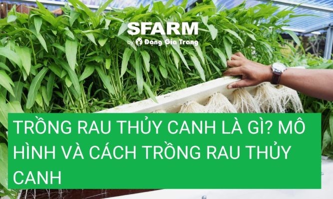Trồng rau thủy canh là gì? Mô hình và cách trồng rau thủy canh