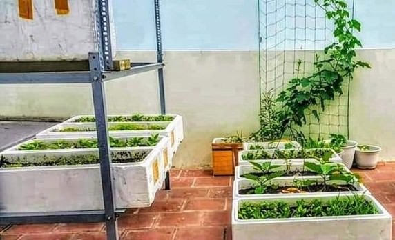 Cách trồng rau trong thùng xốp ăn hoài không hết