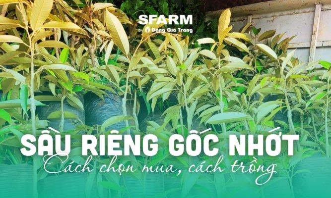 Sầu riêng gốc nhớt: Chọn mua, cách trồng, so sánh gốc ghép 2 năm