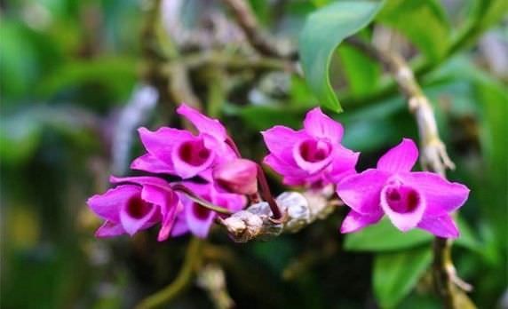 Lan trầm tím – Cách trồng & chăm sóc cho hoa rực rỡ
