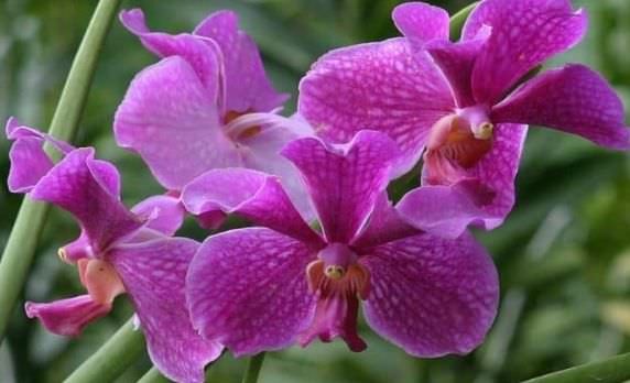 Cách trồng và chăm sóc lan vanda lá kim ra hoa đẹp nhất