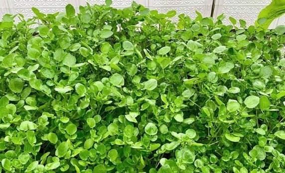 Hai cách trồng xà lách xoong trong thùng xốp