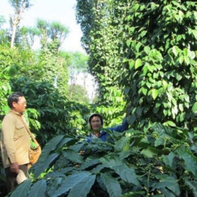 5 cách trồng cà phê kiểu mới cho năng suất cao