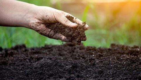 Trồng rau thì nên mua đất nào? Có cần trộn thêm gì không hay chỉ cần mua đất về là trồng được?