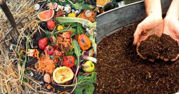 Trichoderma – phương pháp phòng trừ nấm bệnh sinh học tối ưu