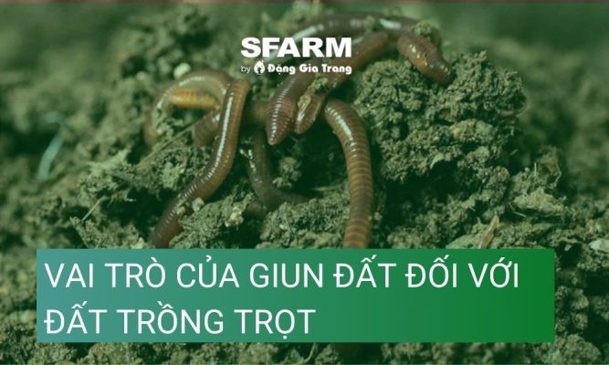 Vai trò của giun đất đối với đất trồng trọt hiện nay