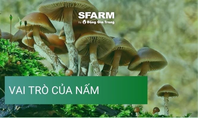 Vai trò của nấm: Tầm quan trọng đối với tự nhiên và con người