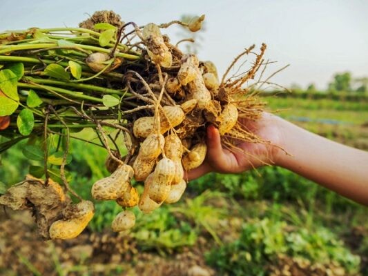 Vi Khuẩn Cố Định Đạm: Phân Loại, Vai Trò Với Cây Trồng
