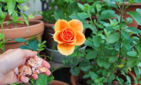 Tác dụng thần kỳ của vỏ trứng đối với hoa hồng