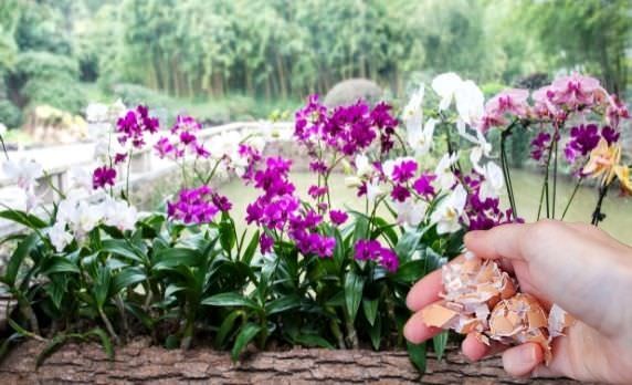 Top 5 loại phân bón tự làm kích chồi, kích rễ lan cực mạnh