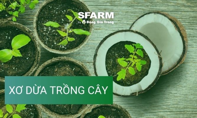 Xơ dừa trồng cây: Tác dụng, cách dùng, so sánh xơ dừa và đất chi tiết
