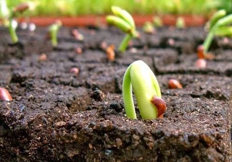 Xử lý, cải tạo đất sau khi trồng rau để trồng lại vụ mới như thế nào?