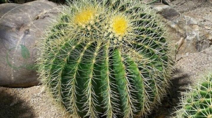 Cách trồng và chăm sóc xương rồng kim hổ siêu đơn giản