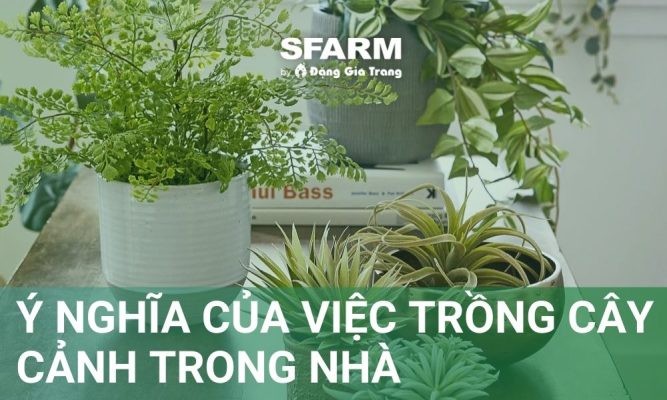 Ý nghĩa của việc trồng cây cảnh trong nhà trong khoa học, phong thủy