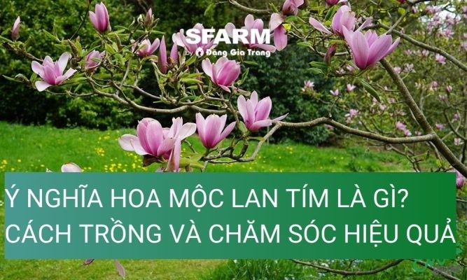 Ý nghĩa hoa mộc lan tím là gì? cách trồng và chăm sóc hiệu quả