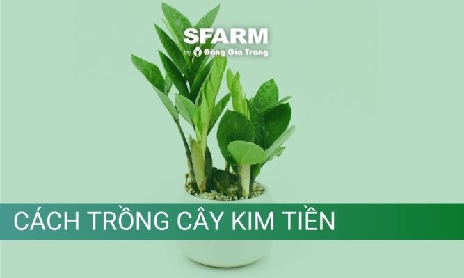 Cây kim tiền: Đặc điểm, ý nghĩa và cách trồng cây kim tiền