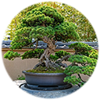 Chậu trồng bonsai