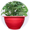 Chậu trồng hoa hồng