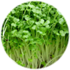 Hạt giống rau mầm