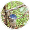 Keo liền sẹo