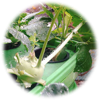 Phân bón thủy canh